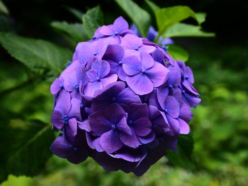 飛鳥山公園の紫陽花
