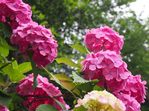 飛鳥山公園の紫陽花