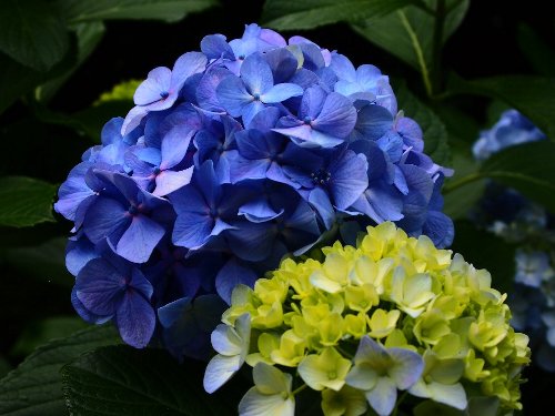 飛鳥山公園の紫陽花