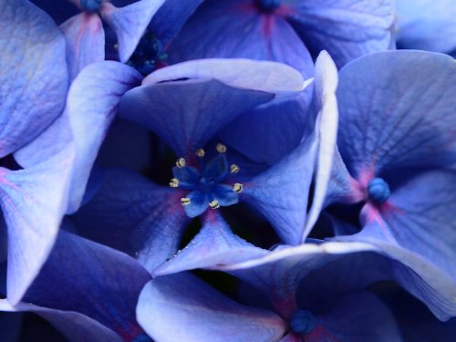 飛鳥山公園の紫陽花