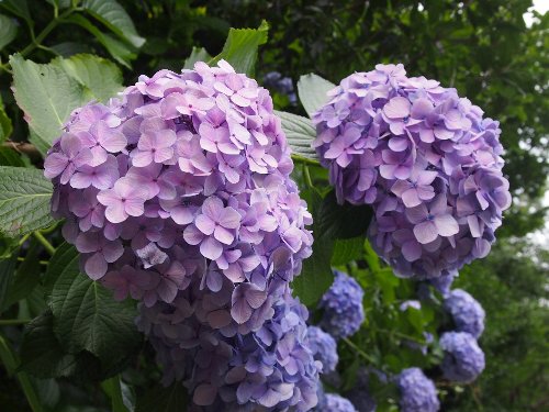 飛鳥山公園の紫陽花