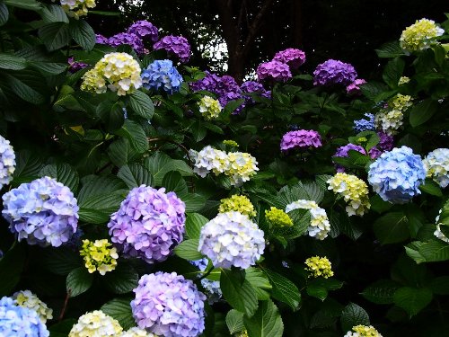 飛鳥山公園の紫陽花