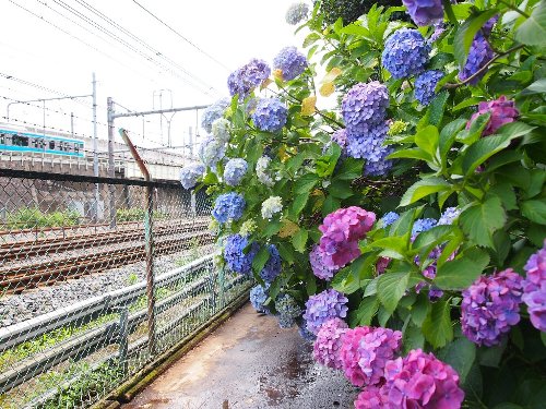 飛鳥山公園の紫陽花
