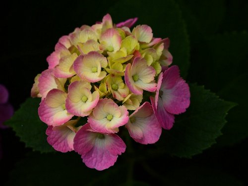 飛鳥山公園の紫陽花
