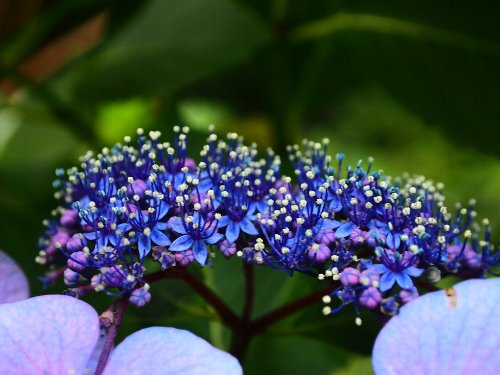 飛鳥山公園の紫陽花