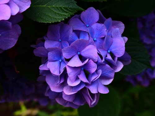 飛鳥山公園の紫陽花