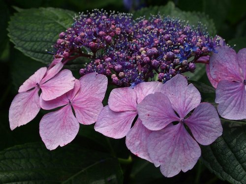 飛鳥山公園の紫陽花