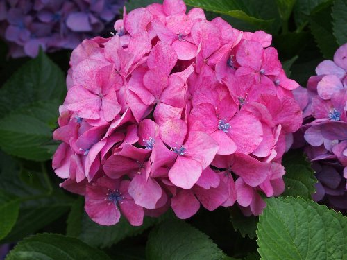 飛鳥山公園の紫陽花