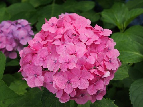 紫陽花