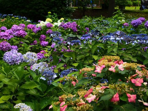 紫陽花