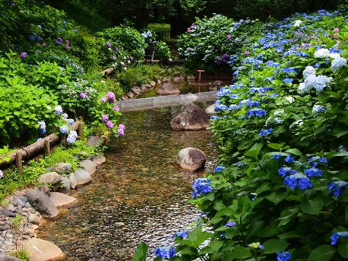 紫陽花