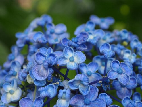 紫陽花