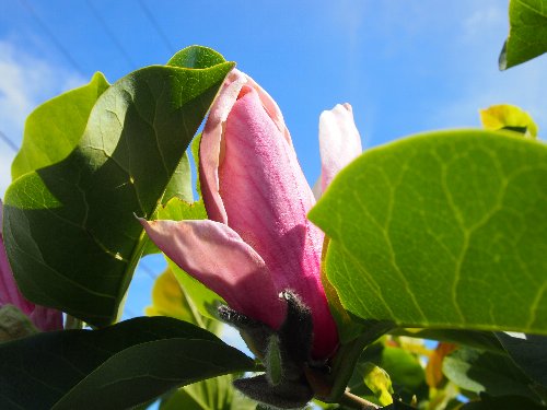 木瓜(カリン)の花