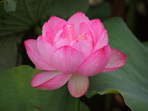 上野公園不忍池の蓮
