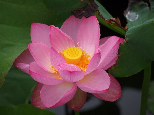 上野公園不忍池の蓮