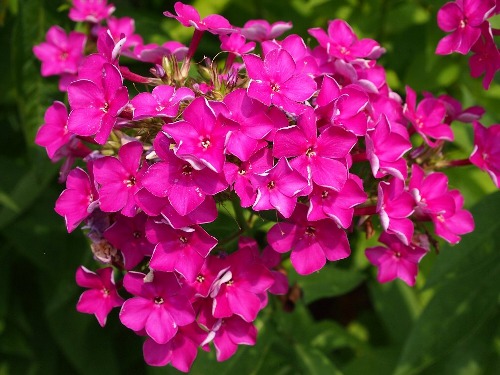 花魁草(おいらんそう)