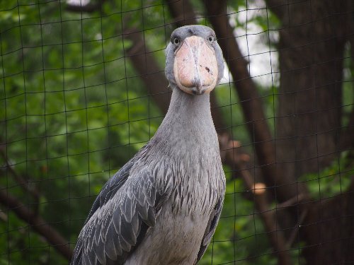 上野動物園のハシビロコウ
