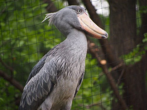 > 上野動物園のハシビロコウ
