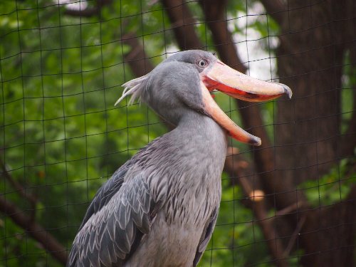 上野動物園のハシビロコウ
