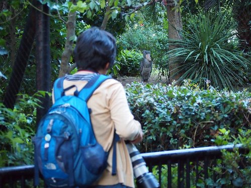 上野動物園のハシビロコウを好きな人