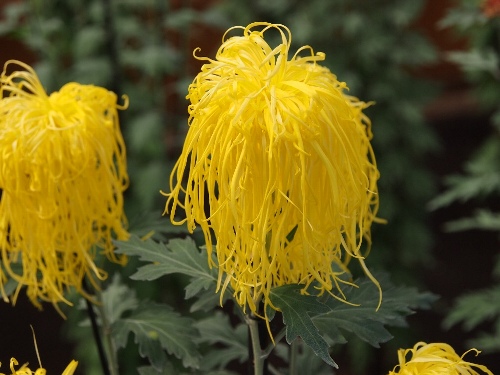 伊勢菊