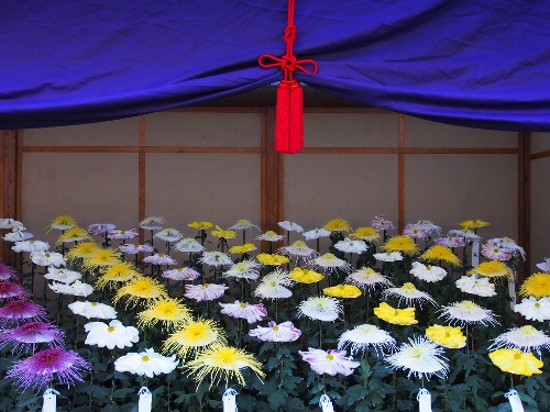 一文字菊、管物菊花壇