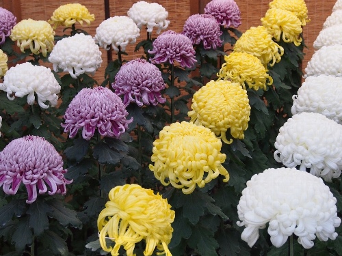 大菊花壇