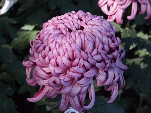 大菊