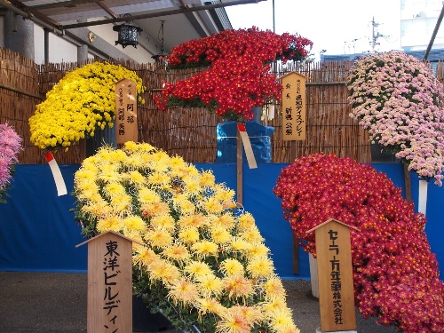 湯島天神の菊まつり・懸崖作り