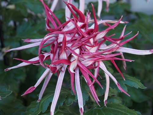 湯島天神の菊まつり・江戸菊