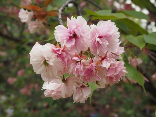 八重桜