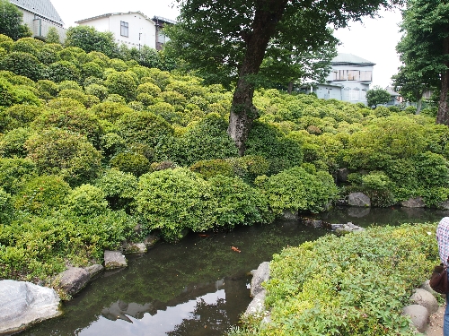 根津神社のつつじの木