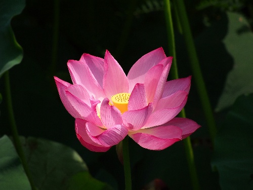 不忍池の蓮 2013年