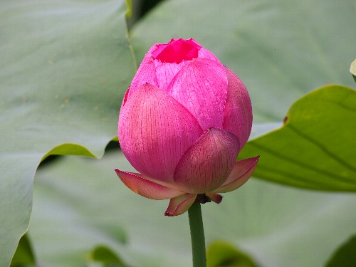 不忍池の蓮 2013年