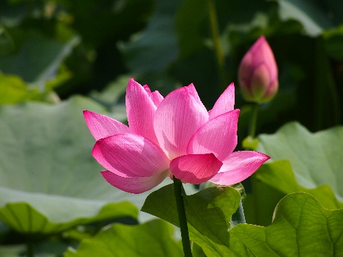不忍池の蓮 2013年