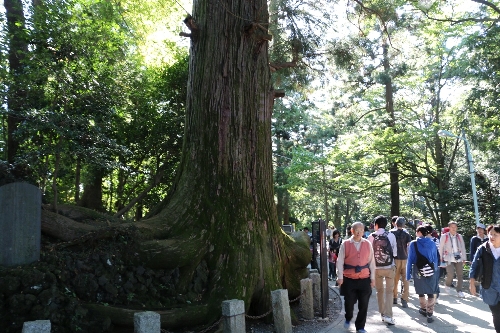 苔むした杉の大木、通称タコ杉