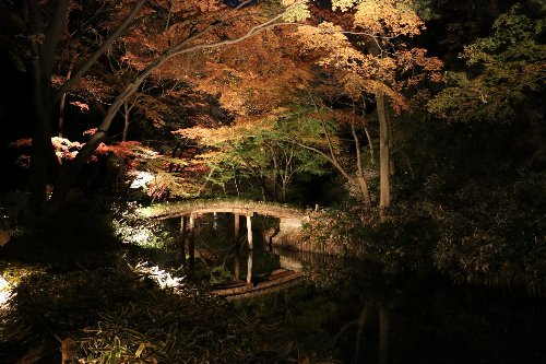 六義園のライトアップ