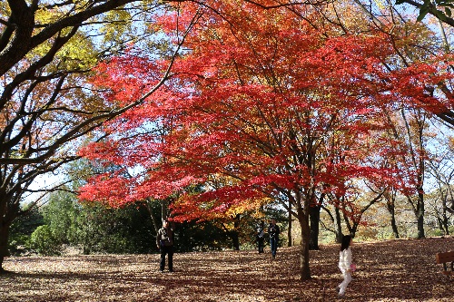 12月に初孫ちゃんと行った昭和記念公園