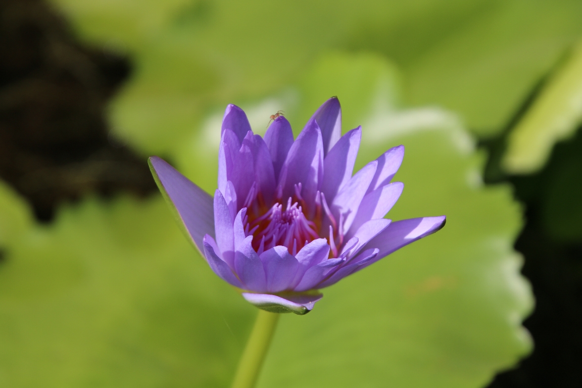 王宮の水連の花