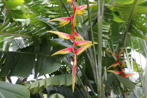 「ヘリコニア」という熱帯植物