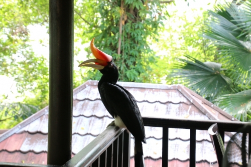 「Hornbill(彩鳥)」