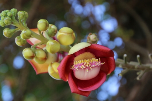 王宮の菩提樹の花