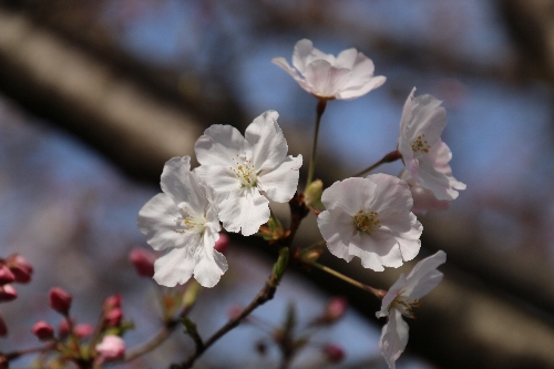 駿河桜