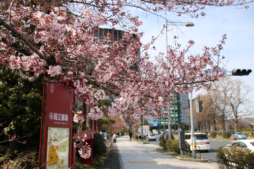 国立劇場(千代田区隼町)の桜