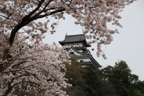 犬山城と桜
