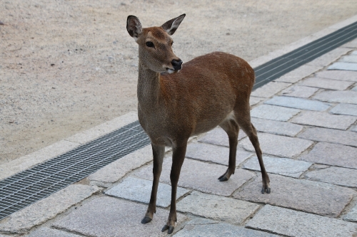 東大寺の鹿