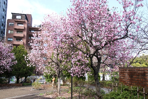 皇居濠周辺