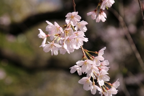 六義園(昼)