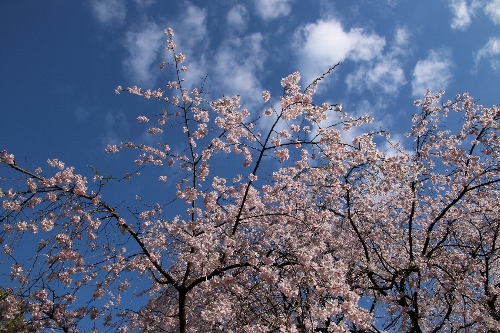 六義園(昼)