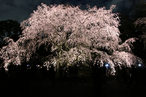 六義園(夜)